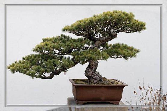 2017上海国际盆景展在上海植物园开幕【图】