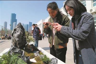 南通科技职业学院创意盆景展 图片