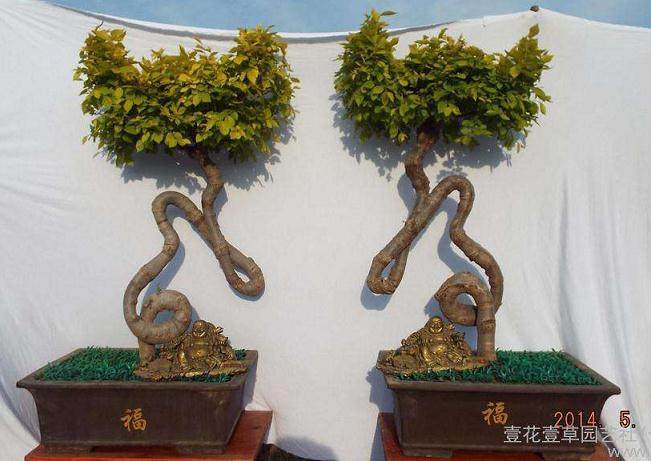 安平：草书盆景打造“绿植文化”【图】