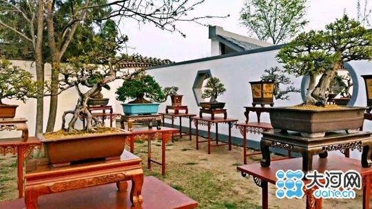 铁塔杯盆景艺术展