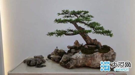 铁塔杯盆景艺术展