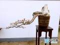 2016中国开封盆景艺术展暨迎春花展多图