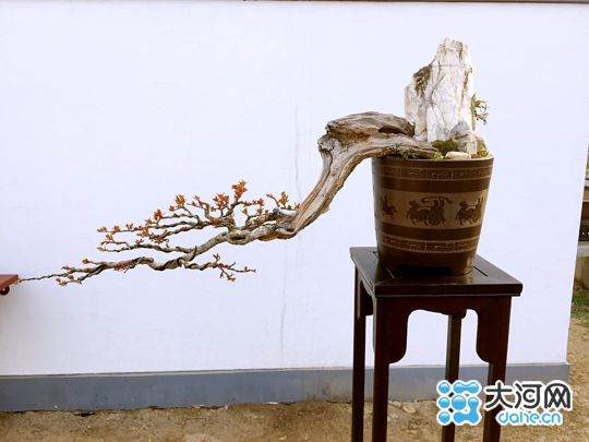 铁塔杯盆景艺术展