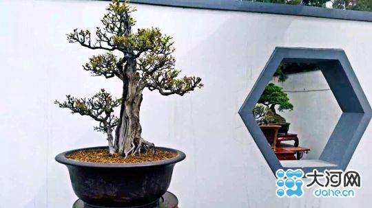 铁塔杯盆景艺术展