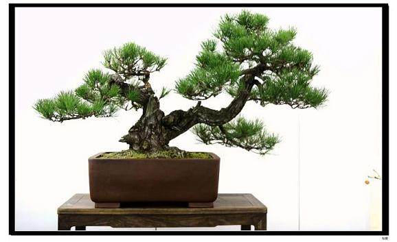 苏州沧浪街道开展“微盆景”大赛 推广公益理念【图】