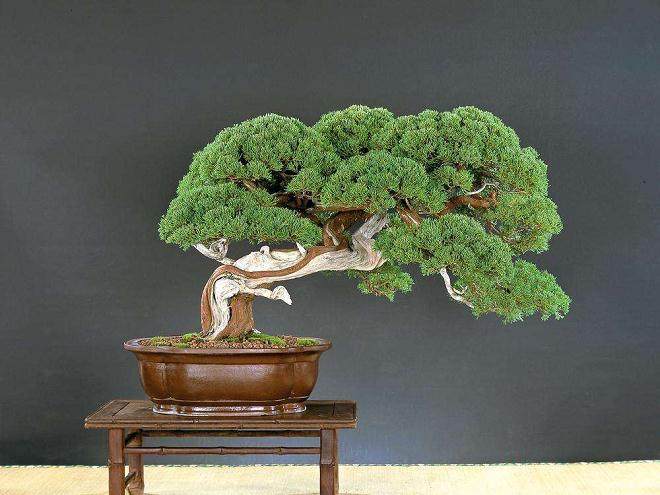 我的小真柏和小大阪松盆景 怎么好多都死了?【图】