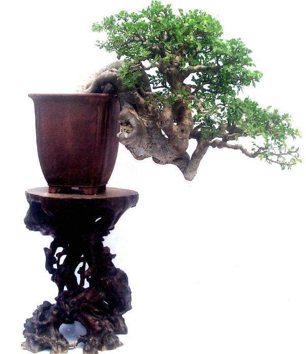 我的榆树20天前浇了一次腐熟的尿肥 现在还没发芽?【图】