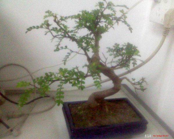 我的胡椒木盆景最近叶子变黄，并开始掉落.请大家救救小弟吧【图】