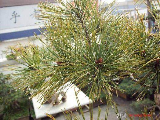 我的盆景掉叶,新叶没掉的是这样,求用药,发病原因是啥?【图】