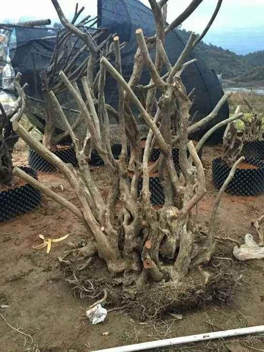 映山红下山桩采挖怎么发芽摘叶