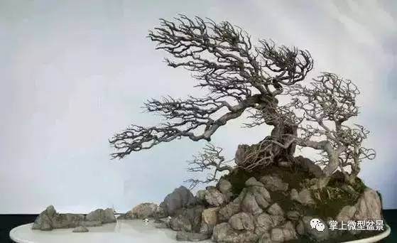 风动式盆景是唯一一种用来表现风的力量【图】