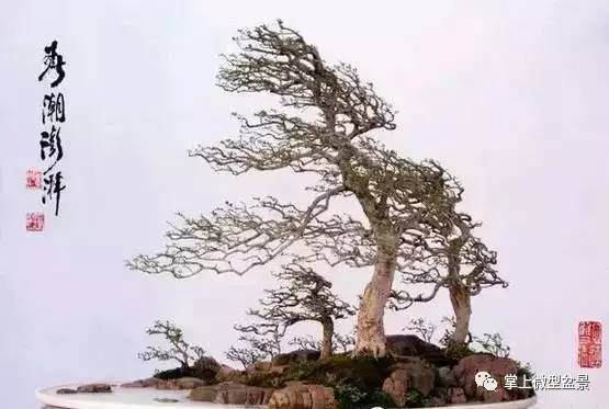 风动式盆景的种类有哪些