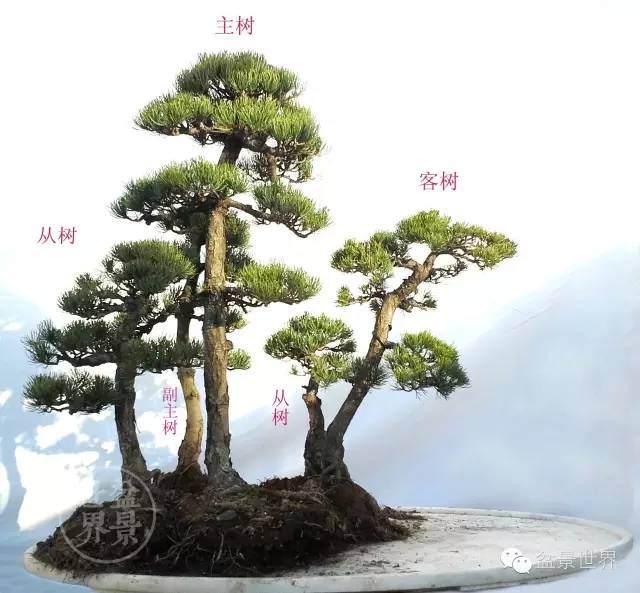 图说五针松水旱盆景制作全过程