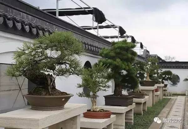 据说,这是全国最美的盆景博物馆 图片