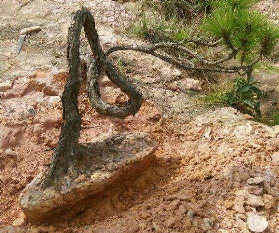 现在还没确定成活的松树下山桩放在室外会受冻吗？【图】