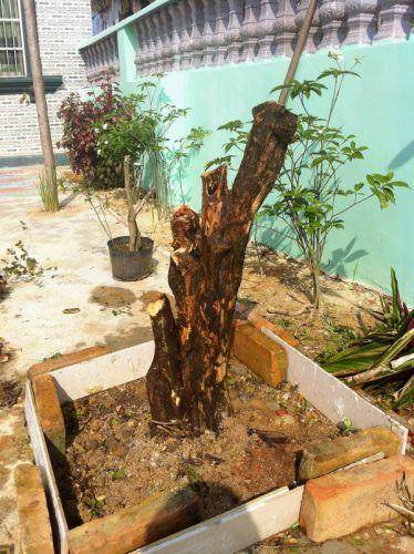 九里香树桩被锯了一半 现在快死了,可以救?【图】