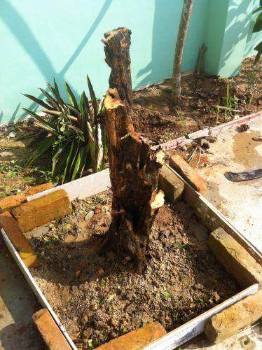 九里香树桩被锯了一半 现在快死了,可以救?【图】