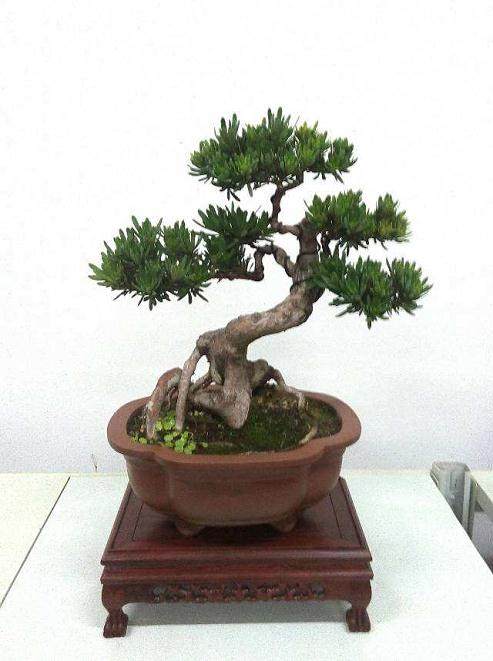 罗汉松因为施了一点复合肥就产生了蔫叶的现象，还有救吗？【图】