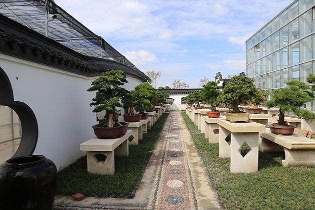 中国盆景的发展趋势是&rdquo;园林盆景化，盆景国际化&ldquo;【图】