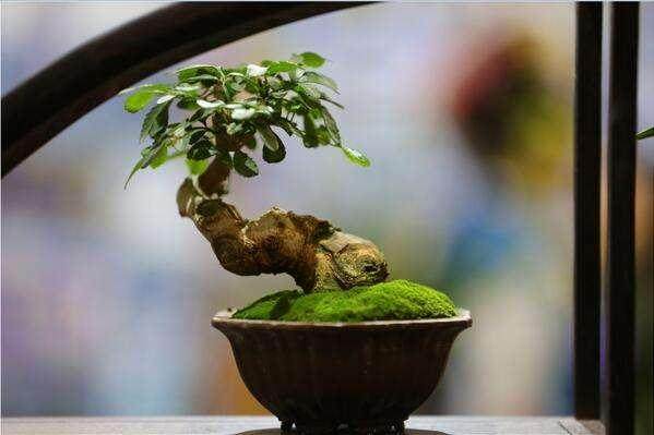 感受春天气息 晒一晒“微盆景”【图】