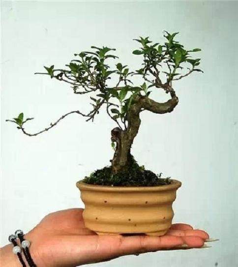 花都汇在哪方便?指路:在盆景直销中心北面二楼 【图】