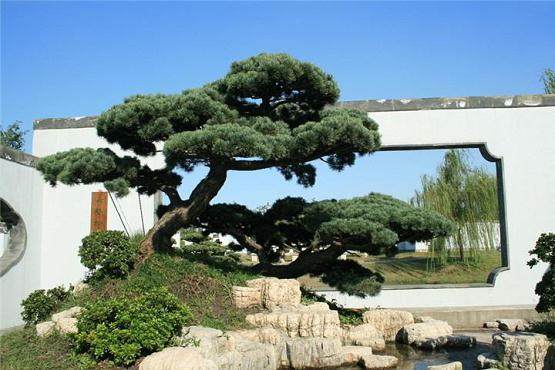 复员军人刘志新投2000多万元建观光盆景园【图】