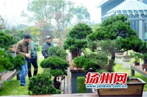 市民参观盆景营销中心。刘江瑞/摄 江苏:扬州“盆景超市”上线 所有盆景明码标价