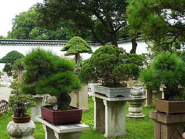 8个国家的青年盆景艺术家将于17日在江苏如皋【图】