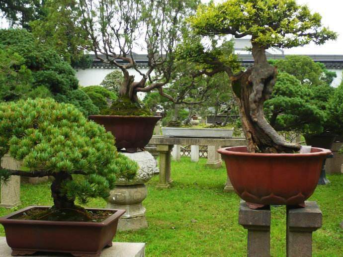 厦门一老人把盆景当“自己的孩子” 舍不得卖【图】