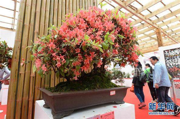 游客在井冈山举行的杜鹃花盆景精品展上参观游玩【图】