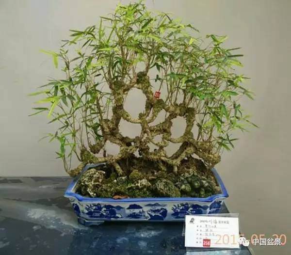 川派盆景的&ldquo;外科手术大师&rdquo;【图】