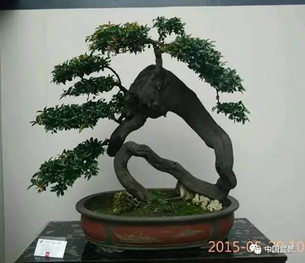 川派盆景的外科手术大师 图片