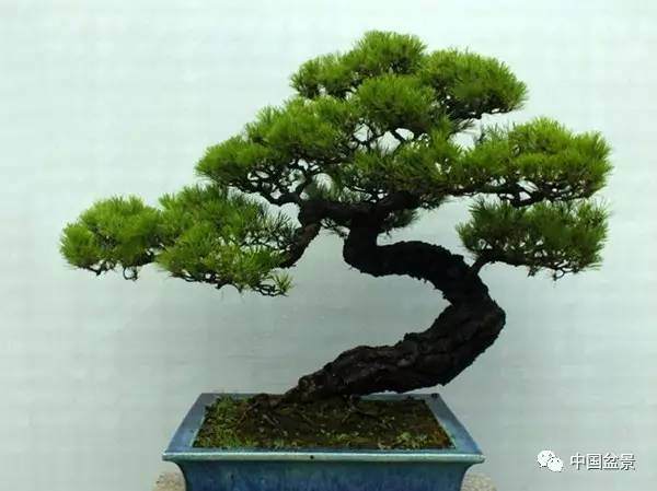 一盆盆景,就是一方世界!【多图】