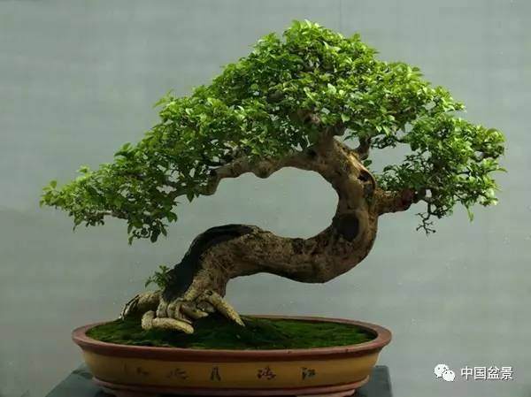 一盆盆景,就是一方世界!【多图】