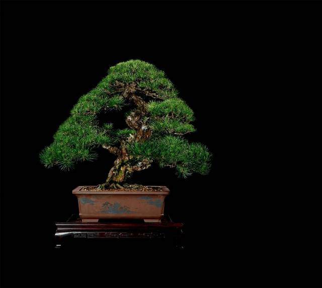 黑松盆景的制作与管理【图解】