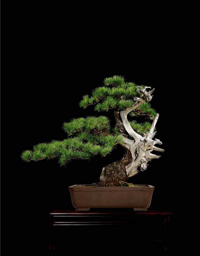 黑松盆景的制作与管理【图解】