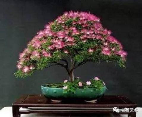 合欢树盆景制作方法及管理【图】