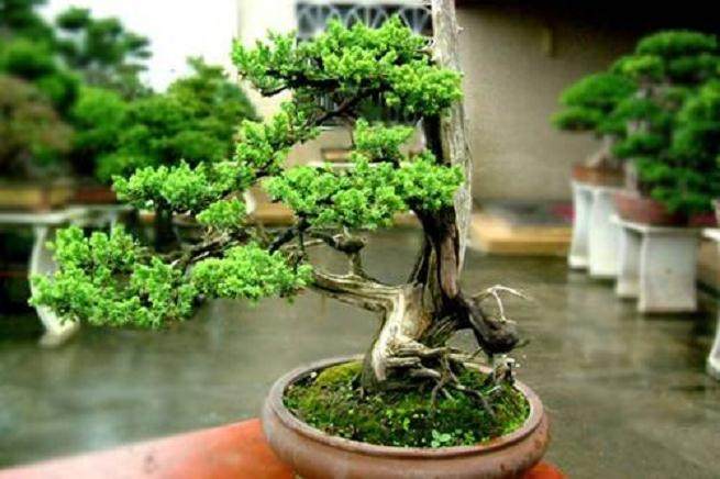 怎样提高难生根花木扦插成活?【图】