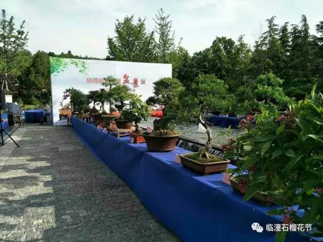 陕西省第三届盆景展暨临潼区首届石榴盆景展完美闭幕【图】