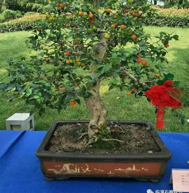 陕西省第三届盆景展暨临潼区首届石榴盆景展完美闭幕【图】