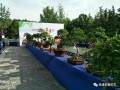 陕西省第三届盆景展暨临潼区首届石榴盆景展