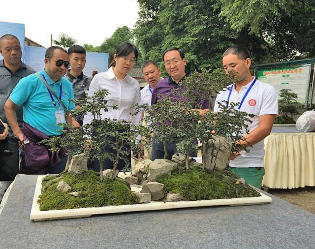 错过了安龙杯川派盆景制作技艺大赛颁奖? 图片