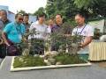 错过了安龙杯川派盆景制作技艺大赛颁奖？ 图片