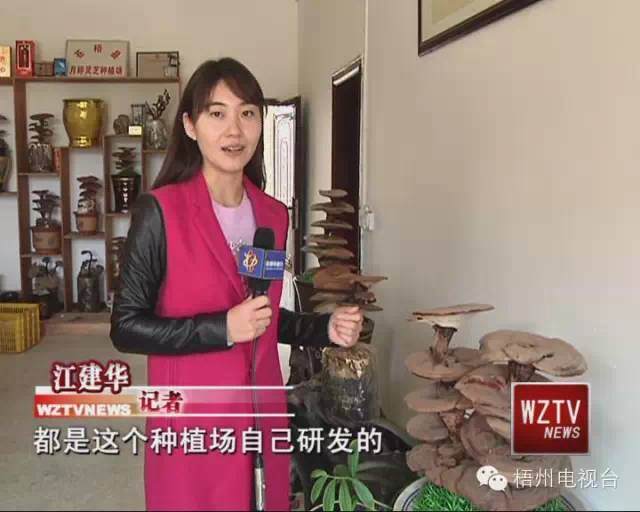 大坡灵芝盆景热销珠三角 供不应求真本事【图】