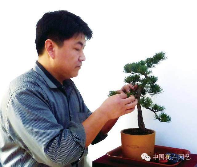 高干式大阪松盆景怎么制作