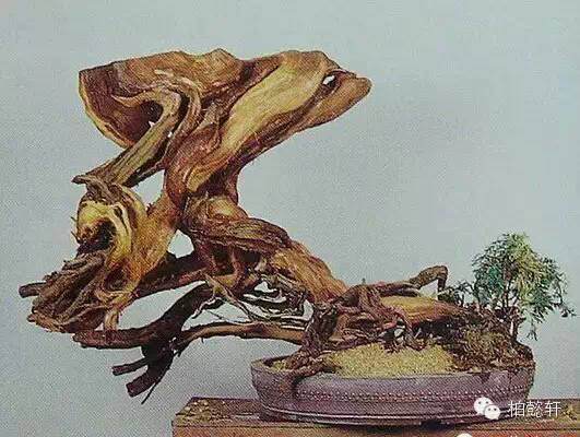 崖柏盆景艺术&mdash;&mdash;玩崖柏的最高境界【图解】