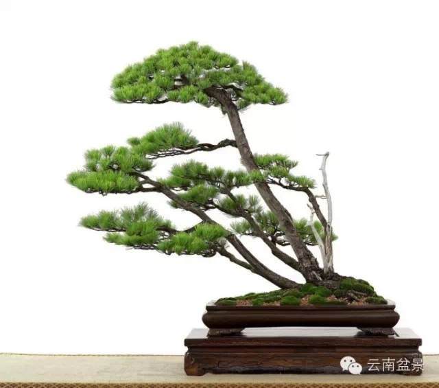 盆景修剪的误区【图】