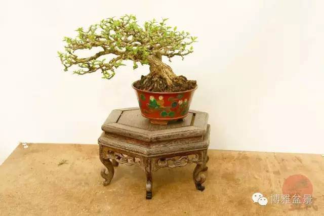 盆景怎么摘心打顶的方法