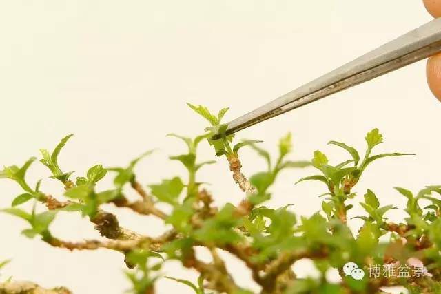 盆景怎么摘心打顶的方法