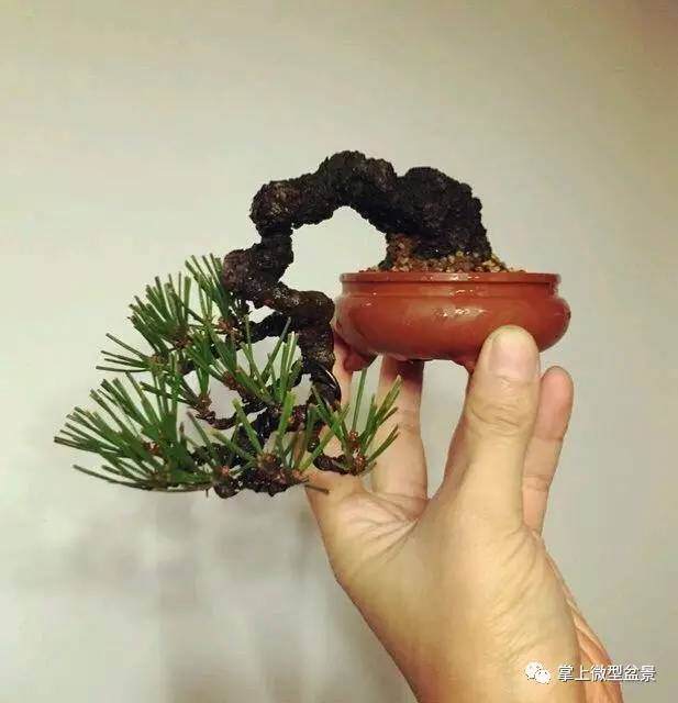 老树:掌上微型盆景,如何浇水?【图】